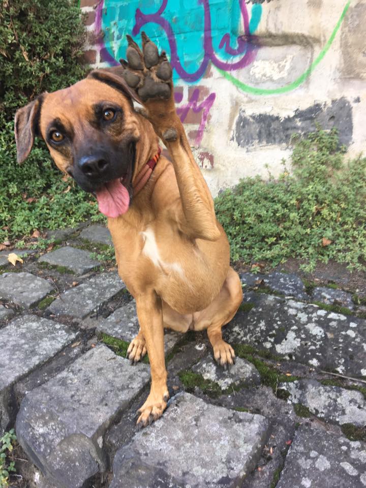 14910581_1586723411353941_9129284797570498409_n